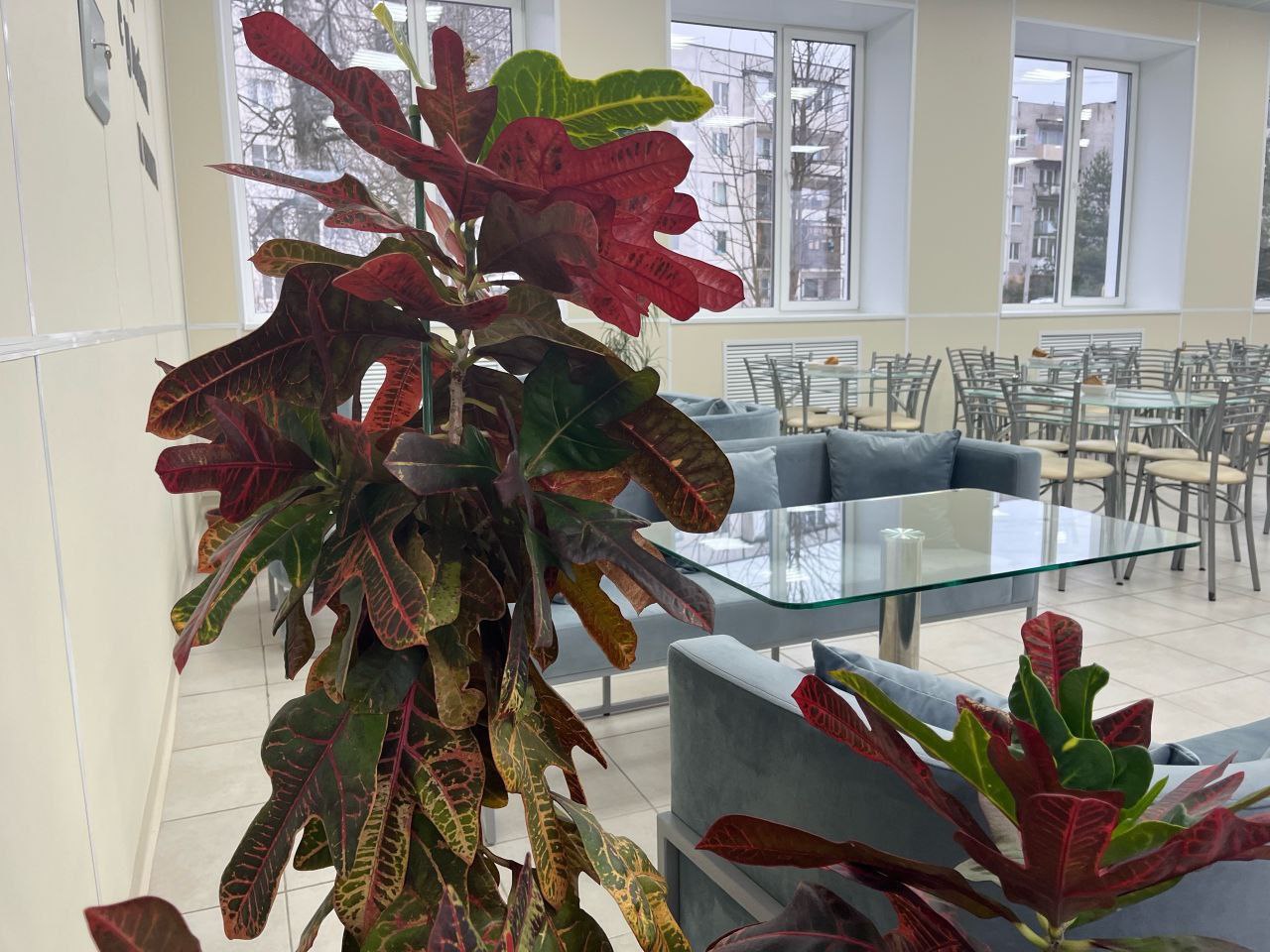 Изображения столовой.